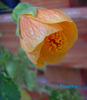 Abutilon Pictum