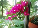 bougainvillea vera deep purple