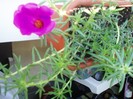 portulaca