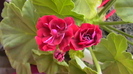 muscata-trandafiras