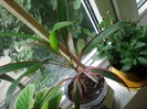 cordyline