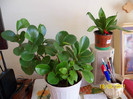 Peperomia si Sansevieria pitica