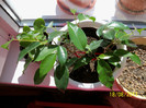 Ficus benjamina