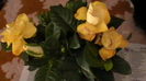 H1610003