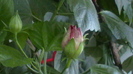 H1630008