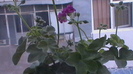 Pelargonium