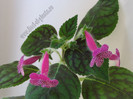 Kohleria Rongo 16