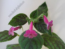 Kohleria Rongo 17