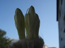 Discocactus horstii.