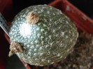 Blossfeldia pedicellata