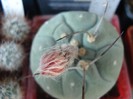 Matucana madisoniorum