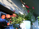 iunie_ 046