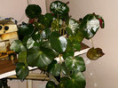 iunie_ 052