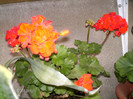 iunie_ 026