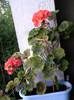 iunie_ 028