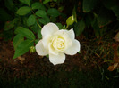 Schneewittchen rose