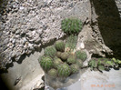 cactusi