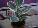 ficus