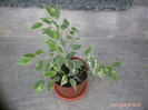 ficus kinki