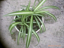 chlorophytum comosun
