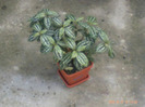 pilea argintie