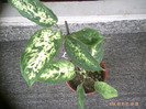 dieffenbachia