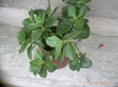 calanchoe