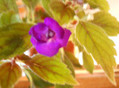albastru indigo!