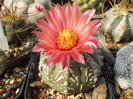 DSCF8896