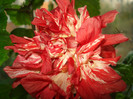 DSC00116