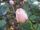 Frederic Mistral(The Children's Rose)
