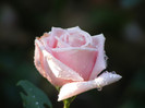 Frederic Mistral(The Children's Rose)