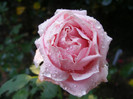 Frederic Mistral(The Children's Rose)