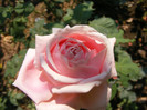 Frederic Mistral(The Children's Rose)