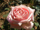 Frederic Mistral(The Children's Rose)
