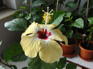 hibi lutea