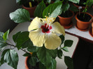 hibi lutea