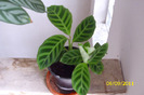 calathea zebrina