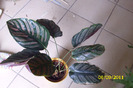 calathea ornata