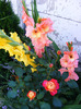 DSCF7083