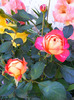 DSCF7084