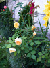 DSCF7078