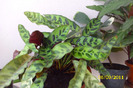 calathea lanceolata