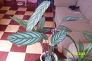 calathea setosa