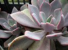 DSCN3044