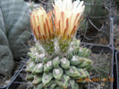 DSCN5421