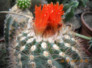 DSCN5423