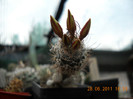 DSCN5454