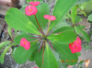 DSCN5461