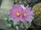 DSCN5487
